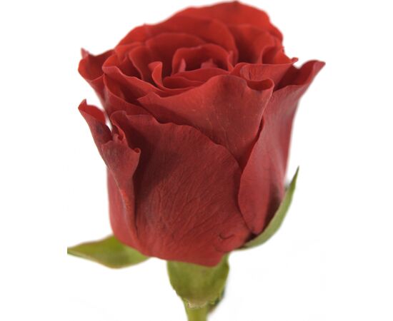 Роза Эль Торо L5, Модель: 0 | Доставка цветов Шарм24