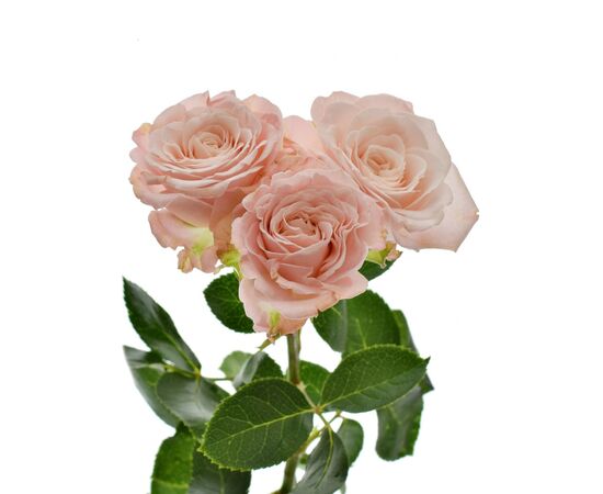 Троянда Tr Madam Bombastic L40, Модель: 0 | Доставка квітів Шарм24