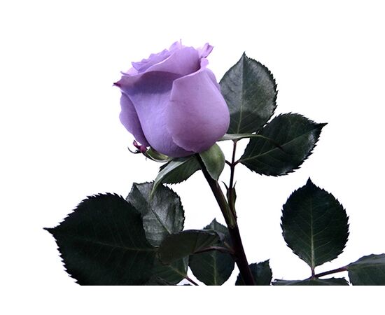 Роза Gr BLUE APPLAUSE L60***, Модель: 0, фото 2 | Доставка цветов Шарм24