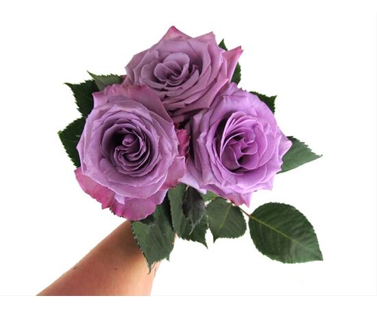 Роза Gr BLUE APPLAUSE L60***, Модель: 0, фото 3 | Доставка цветов Шарм24