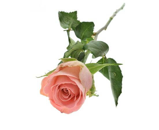 Роза Gr Hermosa L70, Модель: 0, фото 4 | Доставка цветов Шарм24