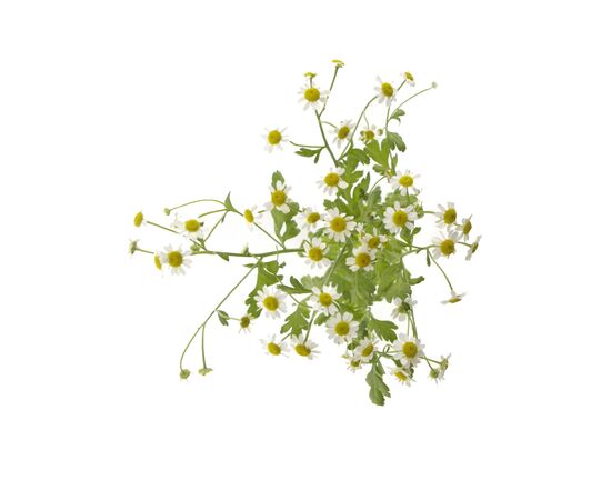 Ромашка міні, Модель: 0, фото 2 | Доставка цветов Шарм24