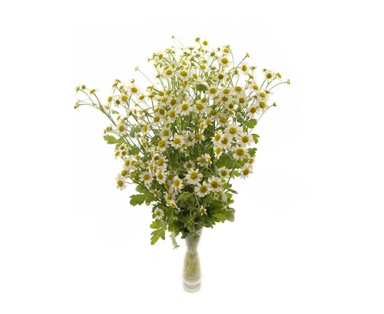 Ромашка міні, Модель: 0, фото 3 | Доставка цветов Шарм24