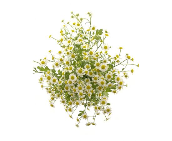 Ромашка міні, Модель: 0, фото 4 | Доставка цветов Шарм24