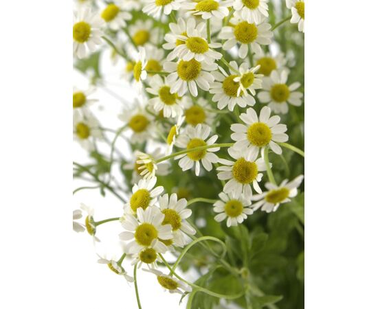 Ромашка міні, Модель: 0, фото 5 | Доставка цветов Шарм24