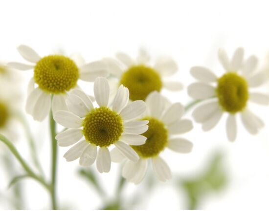 Ромашка міні, Модель: 0, фото 6 | Доставка цветов Шарм24