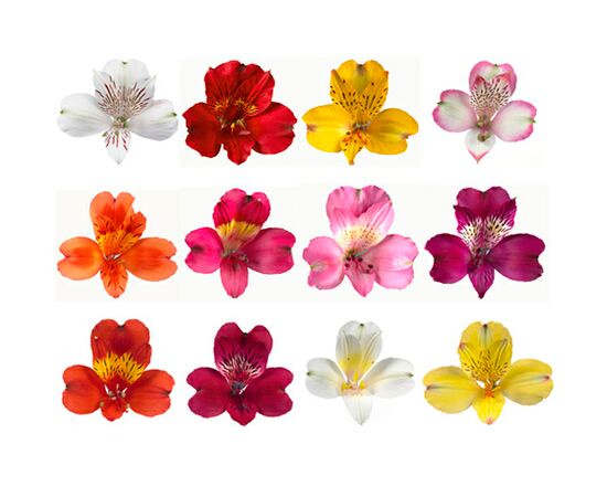 Альстромерія мікс, Модель: 0, зображення 2 | Доставка квітів Шарм24