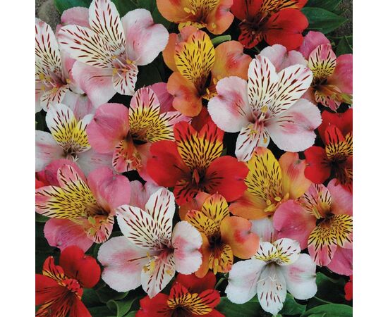 Альстромерія мікс, Модель: 0, зображення 5 | Доставка квітів Шарм24