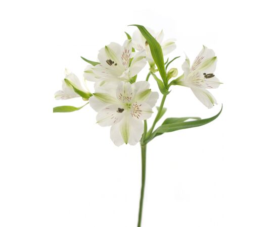 Альстромерия Virginia, Модель: 0, фото 2 | Доставка цветов Шарм24