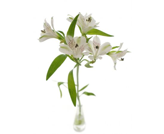 Альстромерия Virginia, Модель: 0, фото 3 | Доставка цветов Шарм24