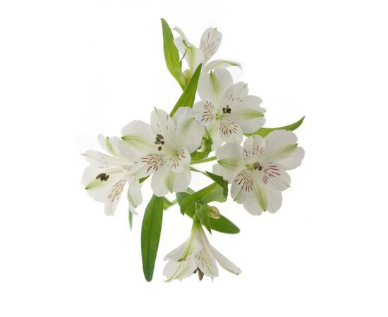 Альстромерия Virginia, Модель: 0, фото 4 | Доставка цветов Шарм24