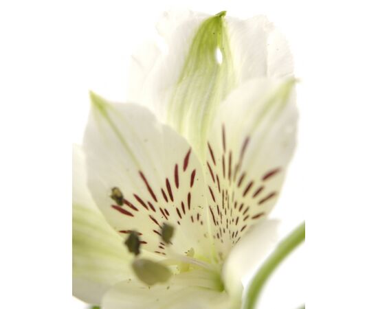 Альстромерия Virginia, Модель: 0, фото 5 | Доставка цветов Шарм24