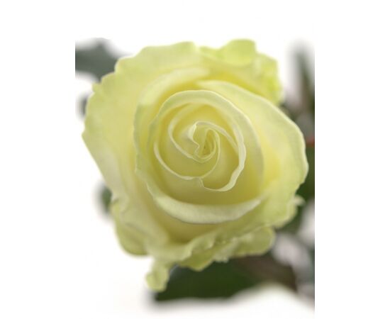 Роза Аваланж L7, Модель: 0, фото 2 | Доставка цветов Шарм24