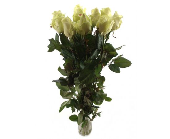 Роза Аваланж L7, Модель: 0, фото 3 | Доставка цветов Шарм24