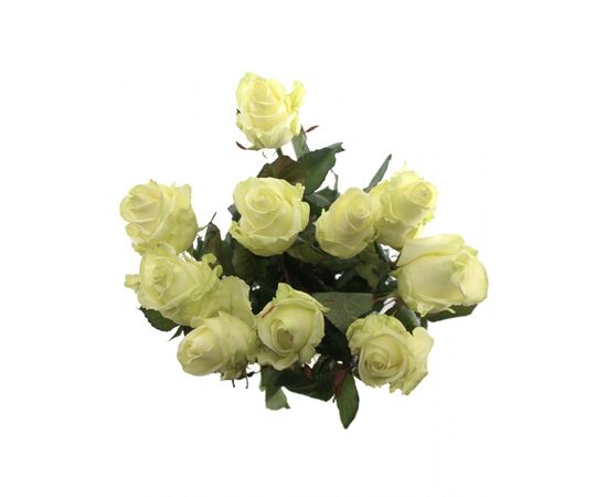 Роза Аваланж L8, Модель: 0, фото 4 | Доставка цветов Шарм24