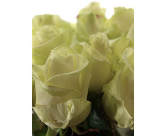 Роза Аваланж L7, Модель: 0, фото 5 | Доставка цветов Шарм24