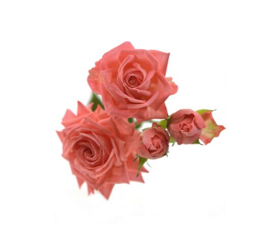 Роза спрей Барбадос L55, Модель: 0, фото 2 | Доставка цветов Шарм24