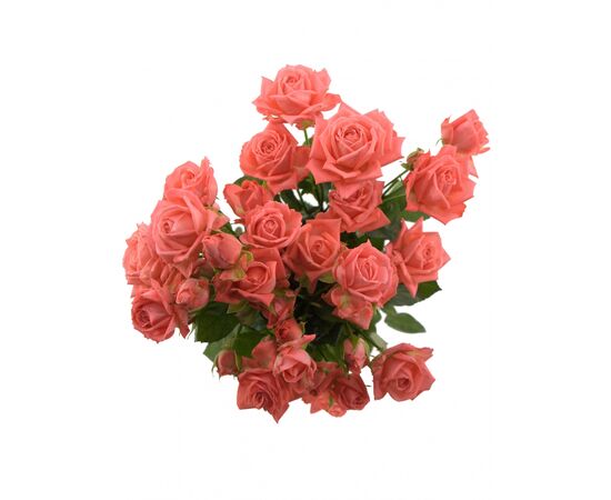 Роза спрей Барбадос L55, Модель: 0, фото 3 | Доставка цветов Шарм24