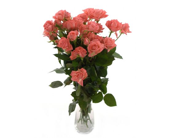 Роза спрей Барбадос L55, Модель: 0, фото 4 | Доставка цветов Шарм24