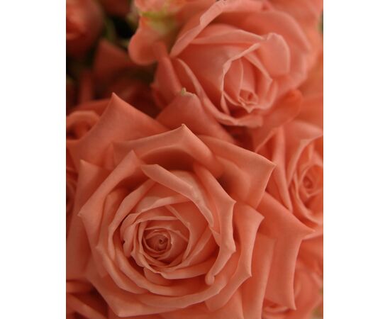 Роза спрей Барбадос L55, Модель: 0, фото 5 | Доставка цветов Шарм24