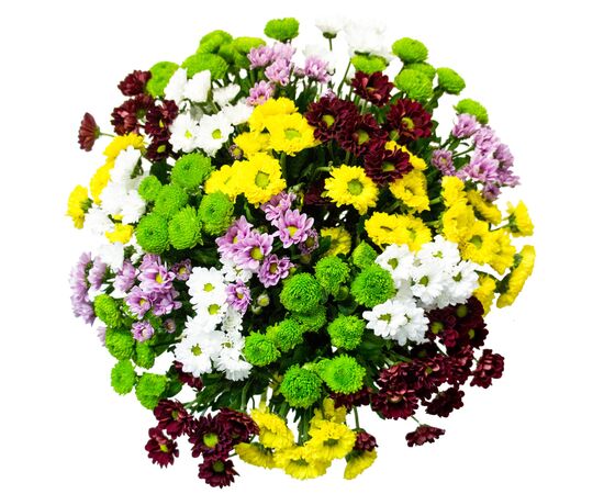 Хризантема Santini Mix L60, Модель: 0, фото 3 | Доставка цветов Шарм24