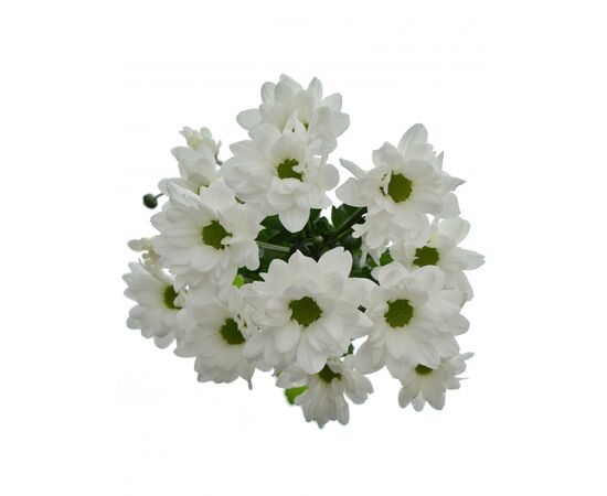 Хризантема Tr Kennedy Whire 70см, Модель: 0, зображення 2 | Доставка квітів Шарм24