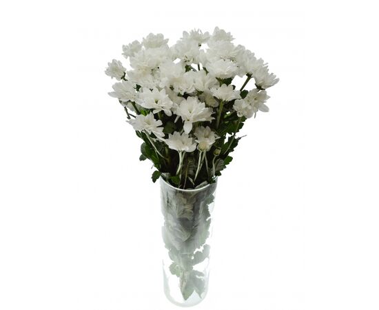 Хризантема Tr Kennedy Whire 70см, Модель: 0, зображення 3 | Доставка квітів Шарм24