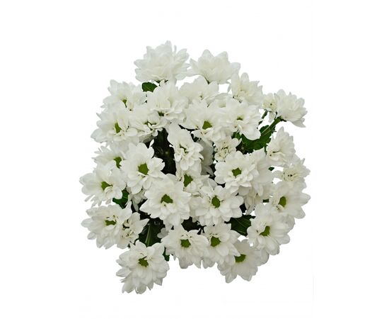 Хризантема Tr Kennedy Whire 70см, Модель: 0, зображення 5 | Доставка квітів Шарм24