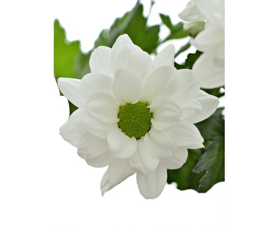 Хризантема Tr Kennedy Whire 70см, Модель: 0, зображення 6 | Доставка квітів Шарм24