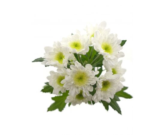 Хризантема Tr Radost White L70, Модель: 0, фото 2 | Доставка цветов Шарм24