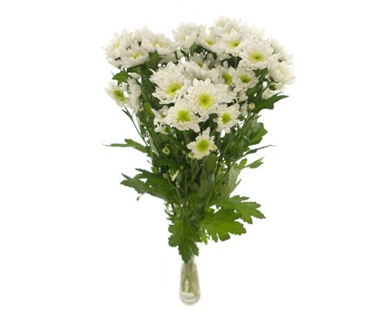 Хризантема Tr Radost White L70, Модель: 0, фото 3 | Доставка цветов Шарм24
