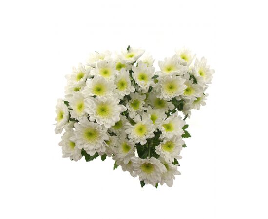 Хризантема Tr Radost White L70, Модель: 0, фото 4 | Доставка цветов Шарм24