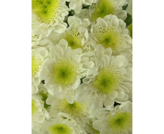 Хризантема Tr Radost White L70, Модель: 0, фото 5 | Доставка цветов Шарм24