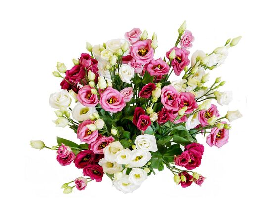 Еустома mix L72, Модель: 0, зображення 2 | Доставка квітів Шарм24