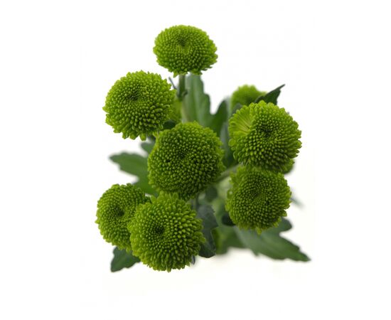Хризантема Tr Feeling Green Dark L70, Модель: 0, фото 2 | Доставка цветов Шарм24