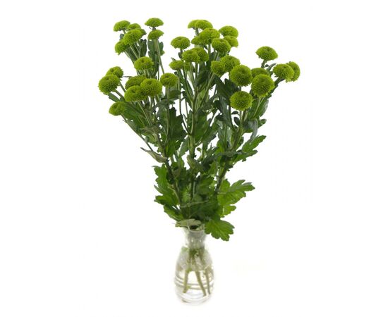 Хризантема Tr Feeling Green Dark L70, Модель: 0, фото 3 | Доставка цветов Шарм24