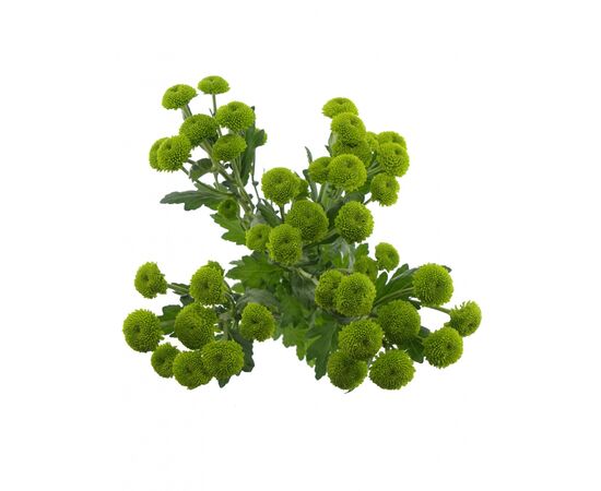 Хризантема Tr Feeling Green Dark L70, Модель: 0, фото 4 | Доставка цветов Шарм24