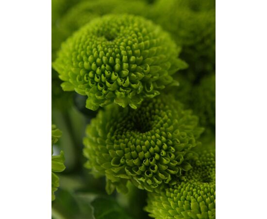 Хризантема Tr Feeling Green Dark L70, Модель: 0, фото 5 | Доставка цветов Шарм24