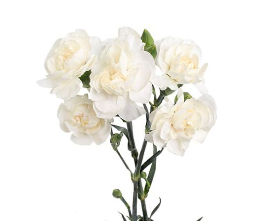 Гвоздика біла, Модель: 0, зображення 2 | Доставка квітів Шарм24