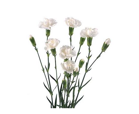 Гвоздика біла, Модель: 0, зображення 3 | Доставка квітів Шарм24