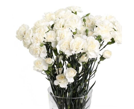 Гвоздика біла, Модель: 0, зображення 4 | Доставка квітів Шарм24