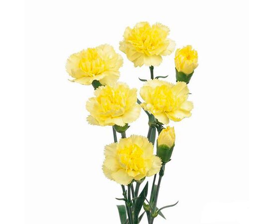 Гвоздика жовта, Модель: 0, зображення 2 | Доставка квітів Шарм24