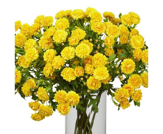 Гвоздика жовта, Модель: 0, зображення 3 | Доставка квітів Шарм24