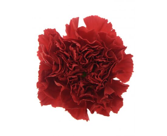 Гвоздика красная 60 см, Модель: 0, фото 2 | Доставка цветов Шарм24