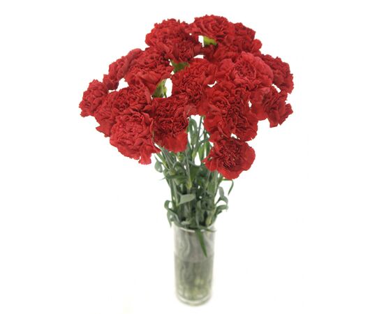Гвоздика красная 60 см, Модель: 0, фото 3 | Доставка цветов Шарм24