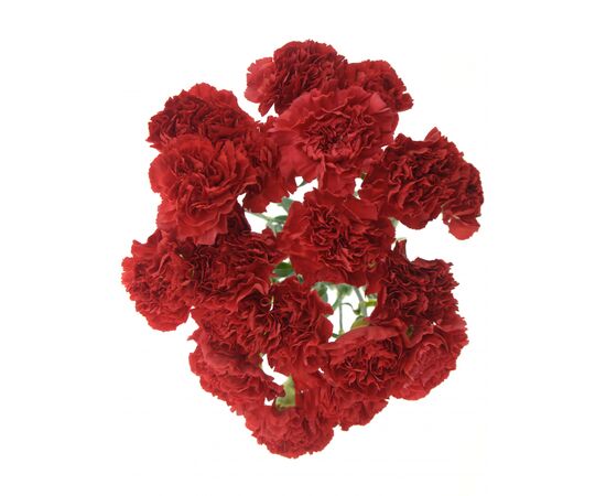 Гвоздика красная 60 см, Модель: 0, фото 4 | Доставка цветов Шарм24