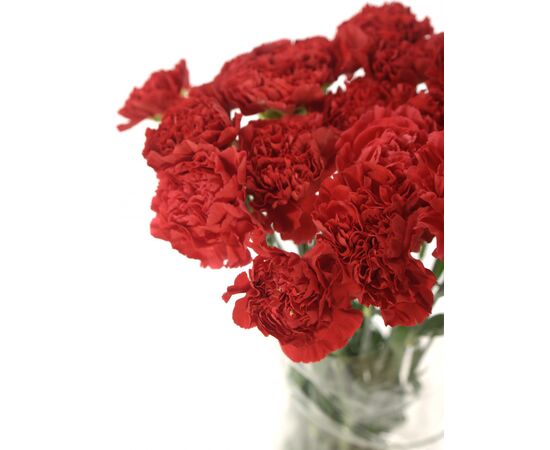 Гвоздика красная 60 см, Модель: 0, фото 5 | Доставка цветов Шарм24