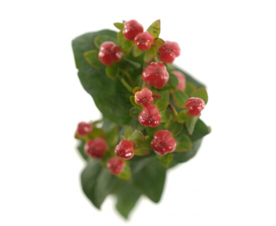 Гиперикум Меджик Рой Принцес L50, Модель: 0, фото 2 | Доставка цветов Шарм24