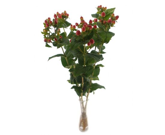 Гиперикум Меджик Рой Принцес L50, Модель: 0, фото 3 | Доставка цветов Шарм24