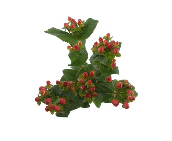 Гиперикум Меджик Рой Принцес L50, Модель: 0, фото 4 | Доставка цветов Шарм24